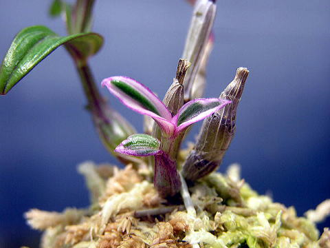 長生蘭 石斛 りき丸城 少名彦らん遊会 雷電山の姫H20年6月